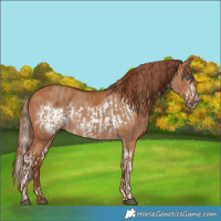 Horse Color:Chestnut Splash Frame  and Red Dun Rabicano 