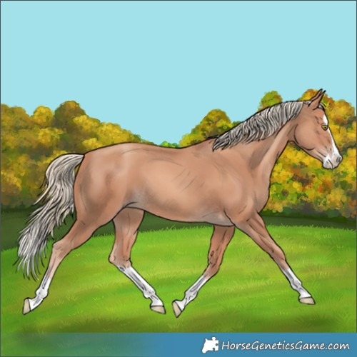 Horse Color:Gold Champagne Splash 