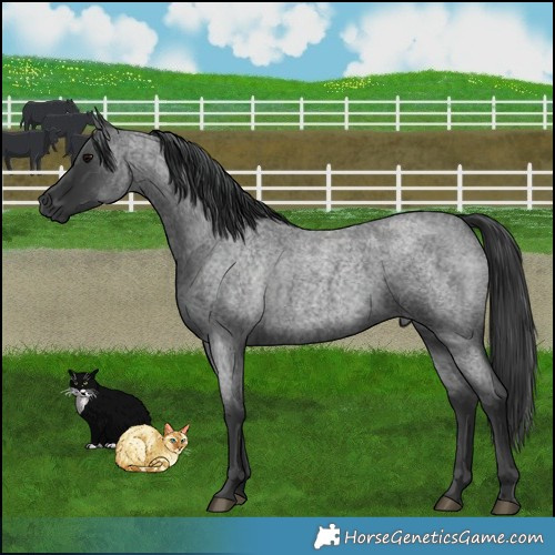 Horse Color:Blue Roan 