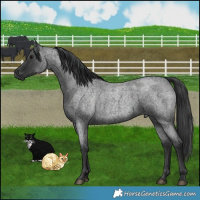 Horse Color:Blue Roan 