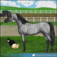Horse Color:Blue Roan 
