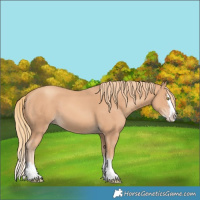 Horse Color:Gold Champagne Splash 