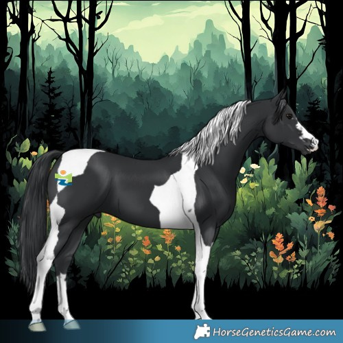 Horse Color:Black Tobiano 