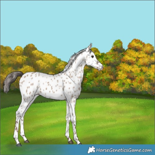 Horse Color:Liver Red Dun Appaloosa 