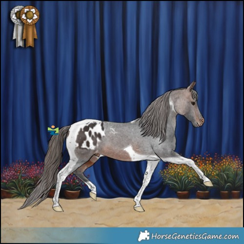 Horse Color:Bay Tobiano Appaloosa 
