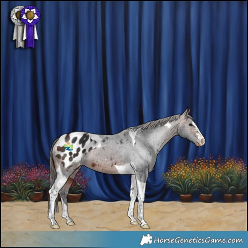 Horse Color:Bay Tobiano Appaloosa 