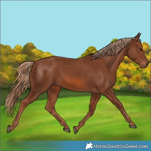 Horse Color:Unknown 