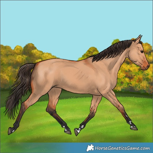Horse Color:Unknown 