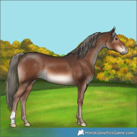 Horse Color:Liver Chestnut Mushroom 