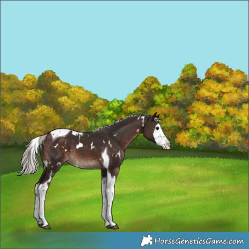 Horse Color:White Spotted Silver Brown Splash Tobiano Rabicano 