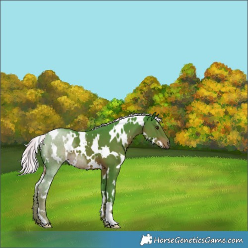 Horse Color:Watercolor White Spotted Liver Chestnut Mushroom 