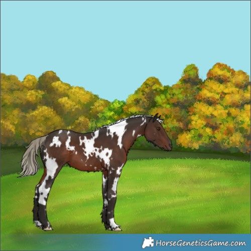 Horse Color:White Spotted Liver Chestnut Mushroom 