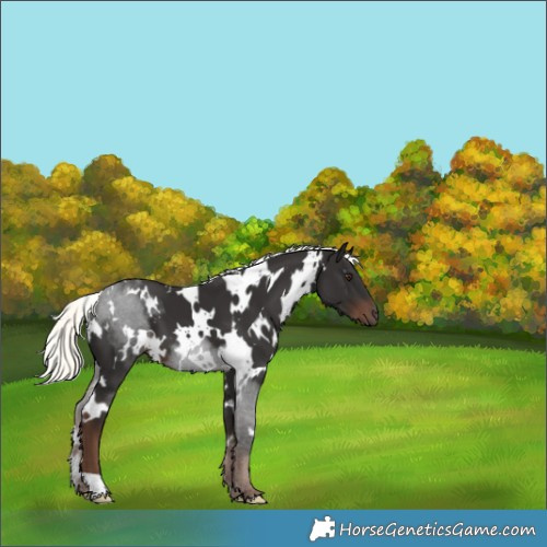 Horse Color:White Spotted Liver Chestnut Mushroom 