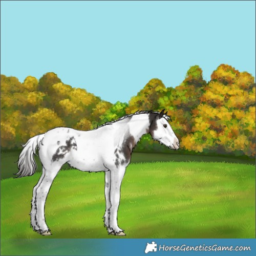 Horse Color:White Spotted Liver Chestnut Splash Tobiano 