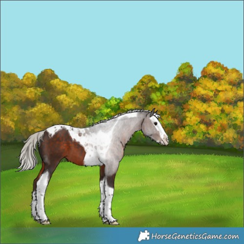 Horse Color:Silver Brown Splash Tobiano 