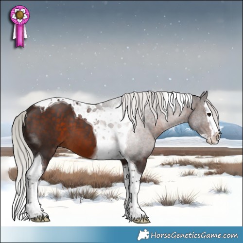 Horse Color:Silver Brown Splash Tobiano 