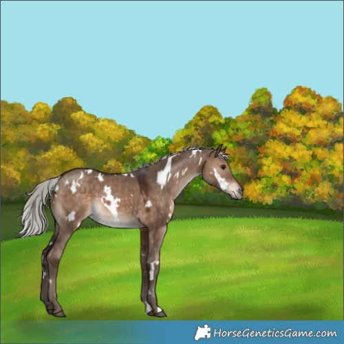 Horse Color:White Spotted Silver Brown Dun 