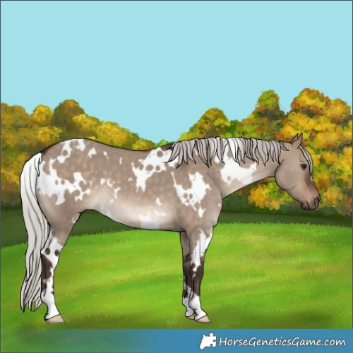 Horse Color:White Spotted Silver Brown Dun 