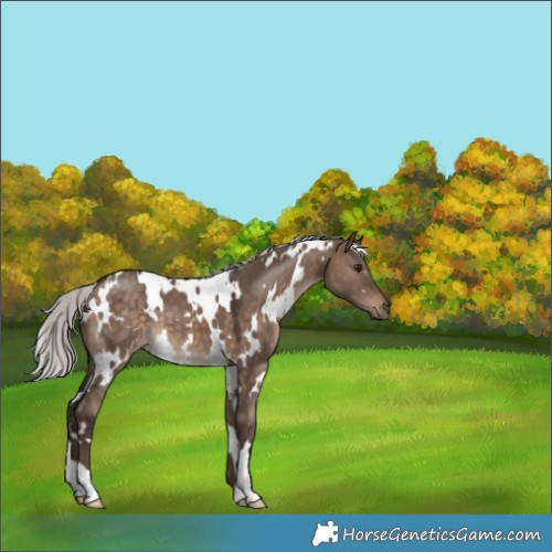 Horse Color:White Spotted Silver Brown Dun 