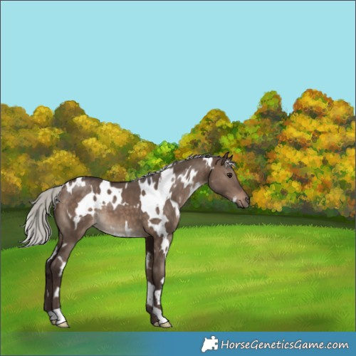 Horse Color:White Spotted Silver Brown Dun 