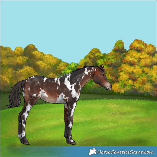 Horse Color:White Spotted Bay 