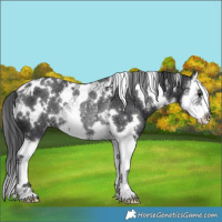 Horse Color:White Spotted Black Splash Rabicano 