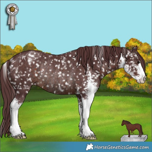 Horse Color:Chocolate Brown Sabino Appaloosa Rabicano 
