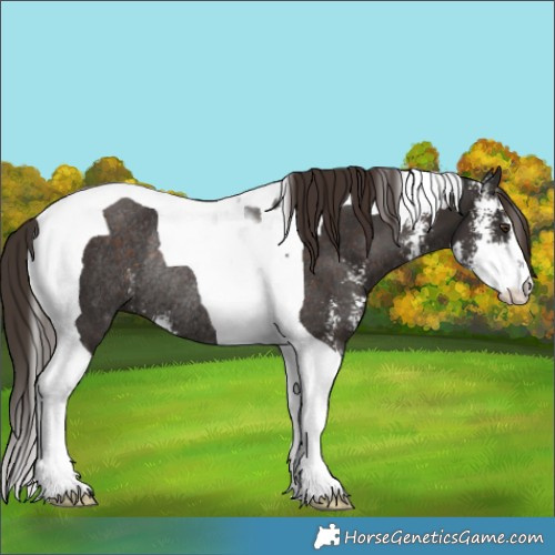 Horse Color:Liver Chestnut Sabino Tobiano Rabicano 