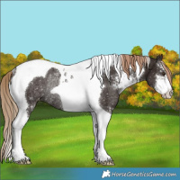 Horse Color:Liver Chestnut Sabino Tobiano Snowflake Varnish Rabicano 