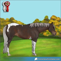Horse Color:Silver Brown Tobiano 