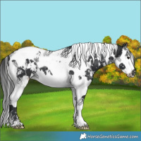 Horse Color:White Spotted Black Splash Tobiano Blanket