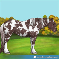 Horse Color:White Spotted Chocolate Black Appaloosa