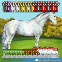 Horse Color:Watercolor White Spotted Brown Ice Dun Splash Tobiano