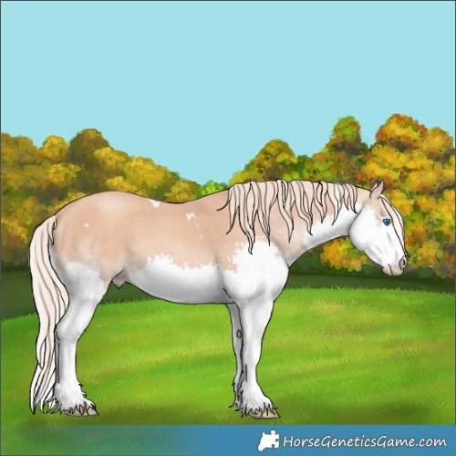 Horse Color:White Spotted Gold Champagne Splash 
