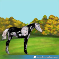 Horse Color:Nacre Watercolor White Spotted Brown Ice Pearl Dun Splash Tobiano