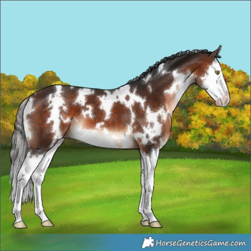 Horse Color:White Spotted Bay Splash 