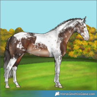 Horse Color:White Spotted Liver Chestnut Splash Tobiano 