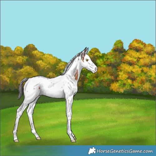 Horse Color:White Spotted Bay Splash Tobiano