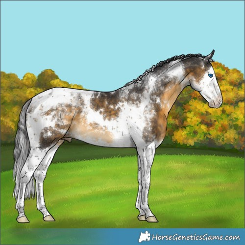 Horse Color:White Spotted Buckskin Splash Tobiano Rabicano