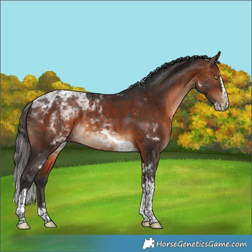 Horse Color:Bay Splash Tobiano Rabicano