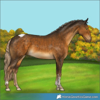 Horse Color:Chocolate Palomino Tobiano Rabicano