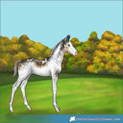 Horse Color:White Spotted Silver Buckskin Splash 