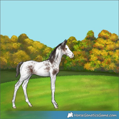 Horse Color:White Spotted Liver Chestnut Splash Tobiano