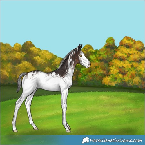 Horse Color:White Spotted Silver Brown