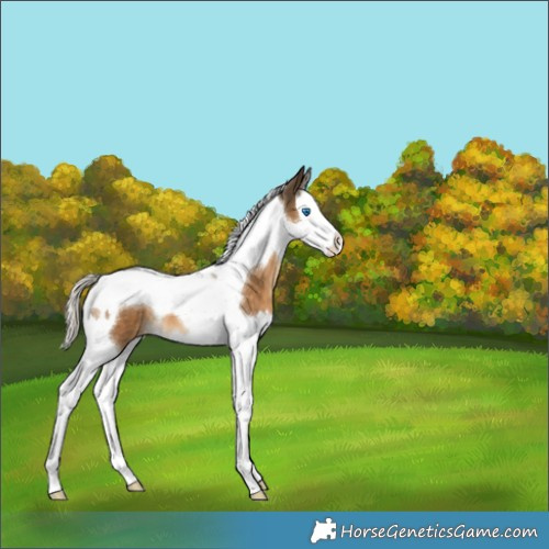 Horse Color:Chocolate Palomino Splash Tobiano