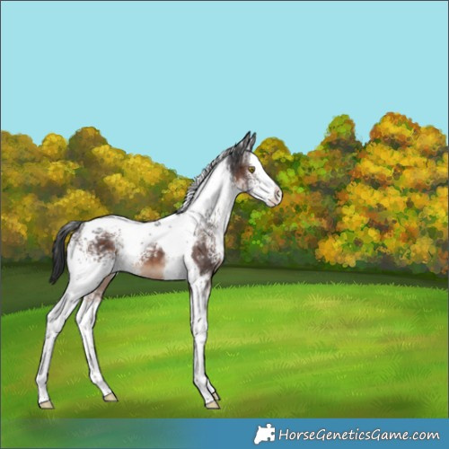 Horse Color:White Spotted Brown Splash Tobiano 