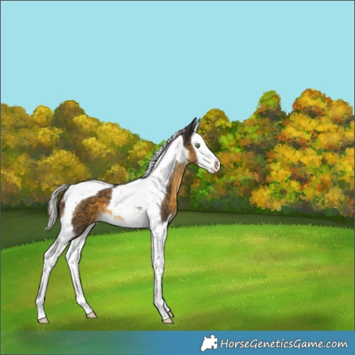 Horse Color:Silver Buckskin Splash Tobiano 