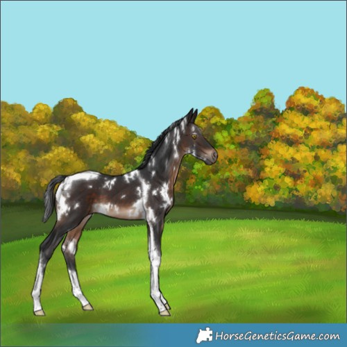 Horse Color:White Spotted Brown Tobiano 