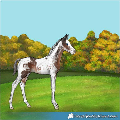 Horse Color:Liver Chestnut Splash Tobiano Rabicano 