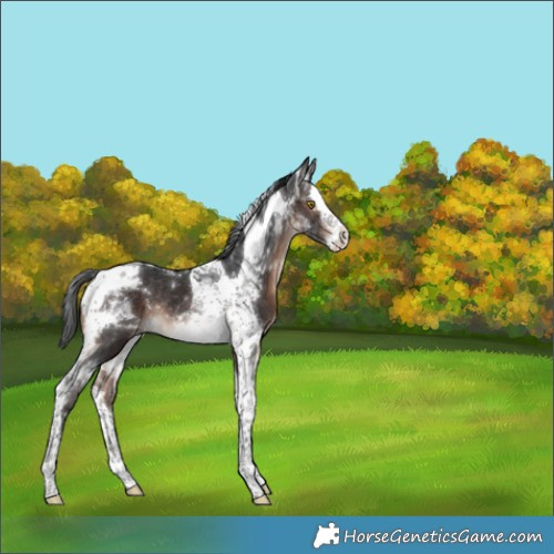 Horse Color:Brown Splash Tobiano Rabicano
